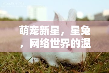 萌寵新星，星兔，網(wǎng)絡(luò)世界的溫暖光芒