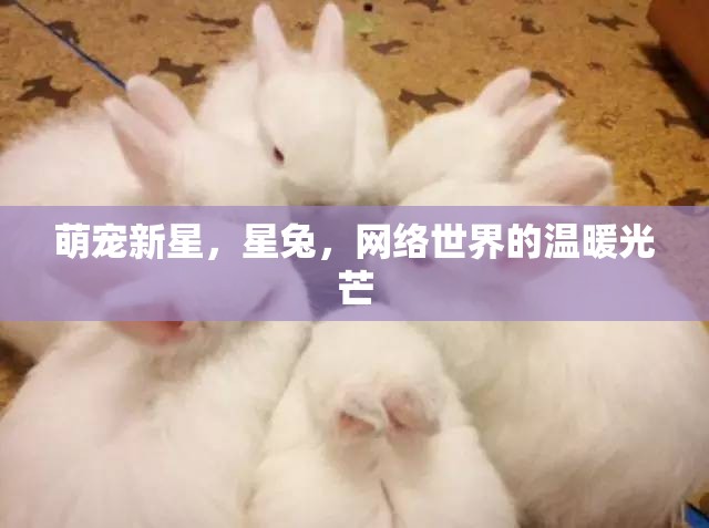 萌寵新星，星兔，網(wǎng)絡(luò)世界的溫暖光芒