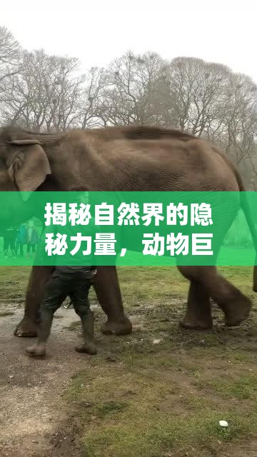 揭秘自然界的隱秘力量，動物巨人的驚人真相