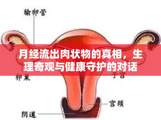 月經(jīng)流出肉狀物的真相，生理奇觀與健康守護(hù)的對話