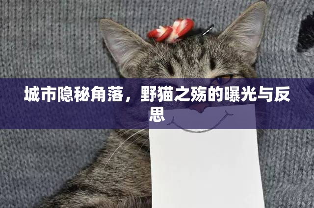 城市隱秘角落，野貓之殤的曝光與反思