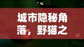 城市隱秘角落，野貓之殤的曝光與反思
