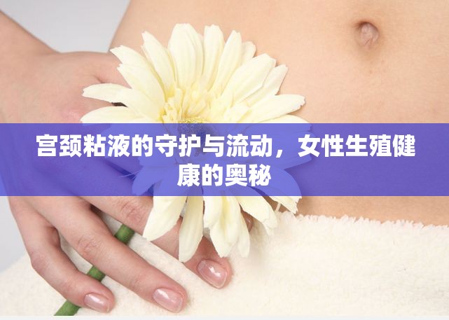 宮頸粘液的守護與流動，女性生殖健康的奧秘