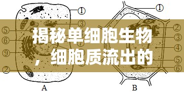 揭秘單細胞生物，細胞質流出的奇妙世界