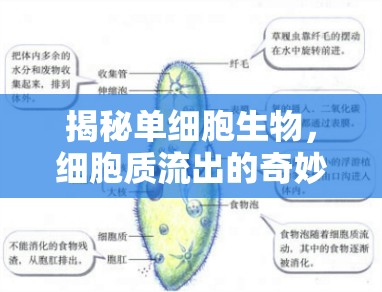揭秘單細胞生物，細胞質流出的奇妙世界