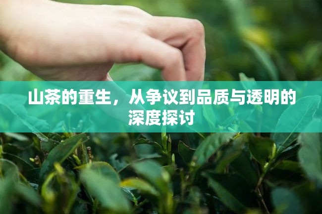 山茶的重生，從爭議到品質(zhì)與透明的深度探討