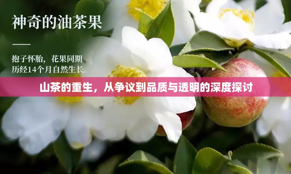山茶的重生，從爭議到品質(zhì)與透明的深度探討