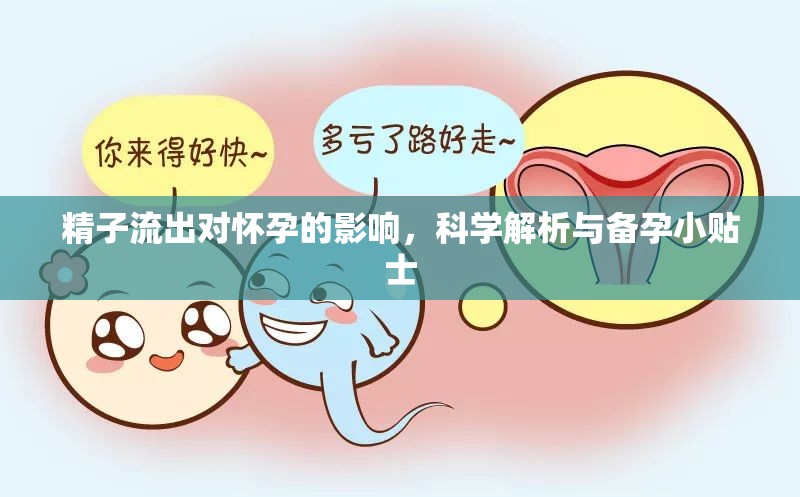 精子流出對懷孕的影響，科學(xué)解析與備孕小貼士
