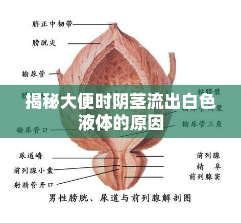 揭秘大便時(shí)陰莖流出白色液體的原因