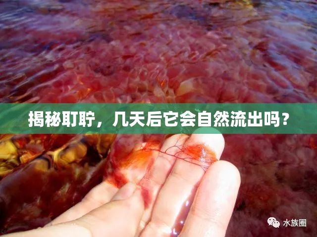 揭秘耵聹，幾天后它會(huì)自然流出嗎？