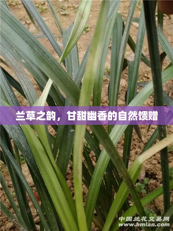 蘭草之韻，甘甜幽香的自然饋贈