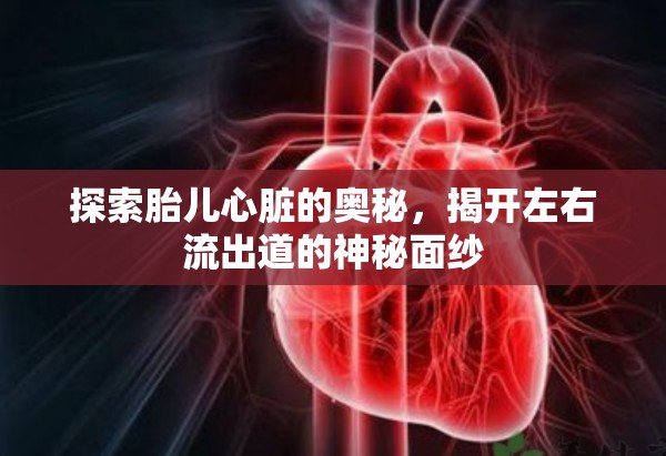 探索胎兒心臟的奧秘，揭開左右流出道的神秘面紗