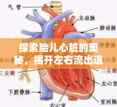 探索胎兒心臟的奧秘，揭開左右流出道的神秘面紗