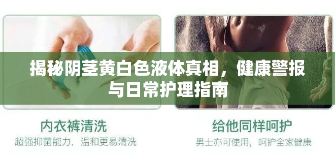 揭秘陰莖黃白色液體真相，健康警報(bào)與日常護(hù)理指南