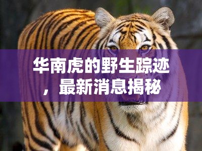 華南虎的野生蹤跡，最新消息揭秘