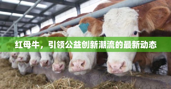 紅母牛，引領(lǐng)公益創(chuàng)新潮流的最新動態(tài)
