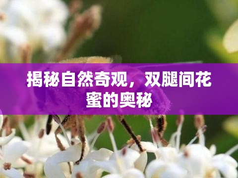 揭秘自然奇觀，雙腿間花蜜的奧秘
