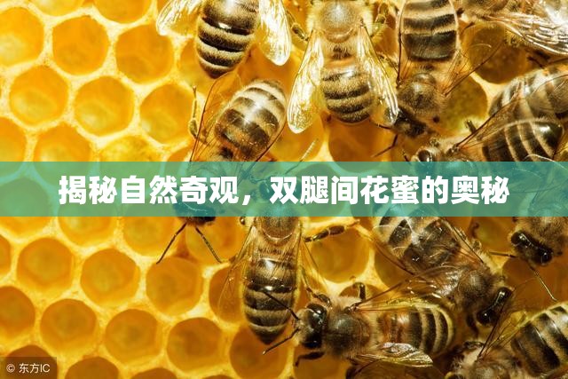 揭秘自然奇觀，雙腿間花蜜的奧秘