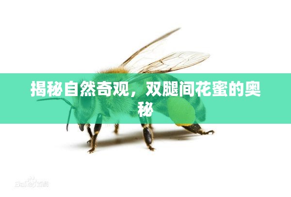 揭秘自然奇觀，雙腿間花蜜的奧秘