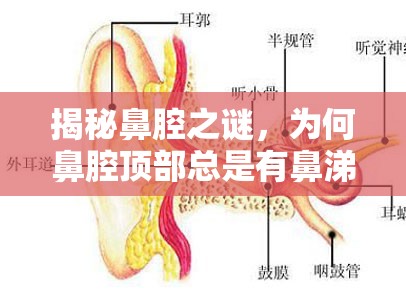揭秘鼻腔之謎，為何鼻腔頂部總是有鼻涕流出？