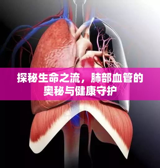 探秘生命之流，肺部血管的奧秘與健康守護