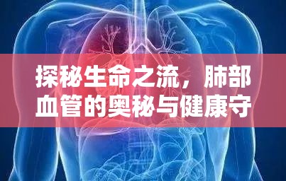 探秘生命之流，肺部血管的奧秘與健康守護