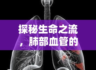 探秘生命之流，肺部血管的奧秘與健康守護