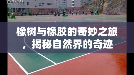 橡樹與橡膠的奇妙之旅，揭秘自然界的奇跡