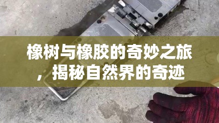 橡樹與橡膠的奇妙之旅，揭秘自然界的奇跡