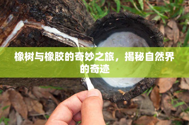 橡樹與橡膠的奇妙之旅，揭秘自然界的奇跡