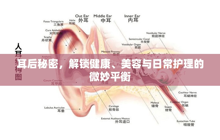 耳后秘密，解鎖健康、美容與日常護理的微妙平衡