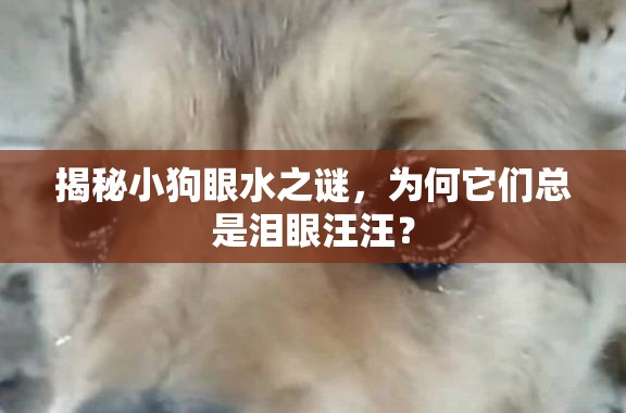揭秘小狗眼水之謎，為何它們總是淚眼汪汪？