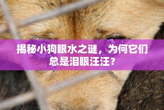 揭秘小狗眼水之謎，為何它們總是淚眼汪汪？