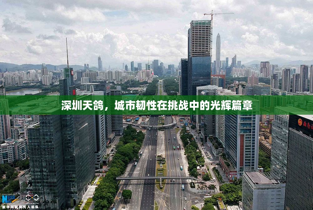 深圳天鴿，城市韌性在挑戰(zhàn)中的光輝篇章