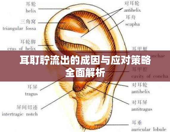 耳耵聹流出的成因與應對策略全面解析