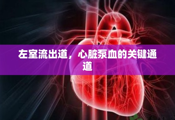 左室流出道，心臟泵血的關(guān)鍵通道