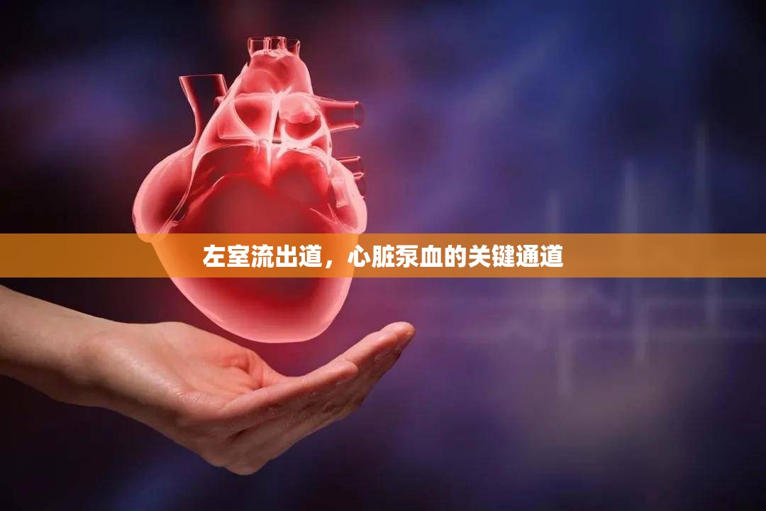 左室流出道，心臟泵血的關(guān)鍵通道