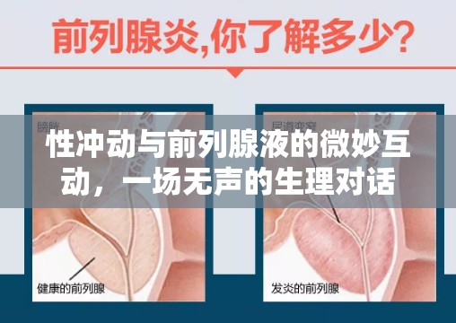 性沖動(dòng)與前列腺液的微妙互動(dòng)，一場(chǎng)無(wú)聲的生理對(duì)話