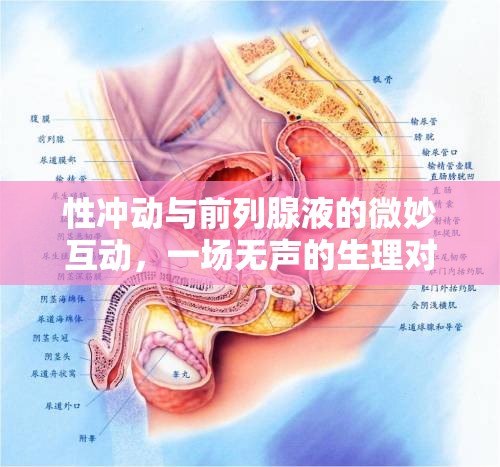 性沖動(dòng)與前列腺液的微妙互動(dòng)，一場(chǎng)無(wú)聲的生理對(duì)話