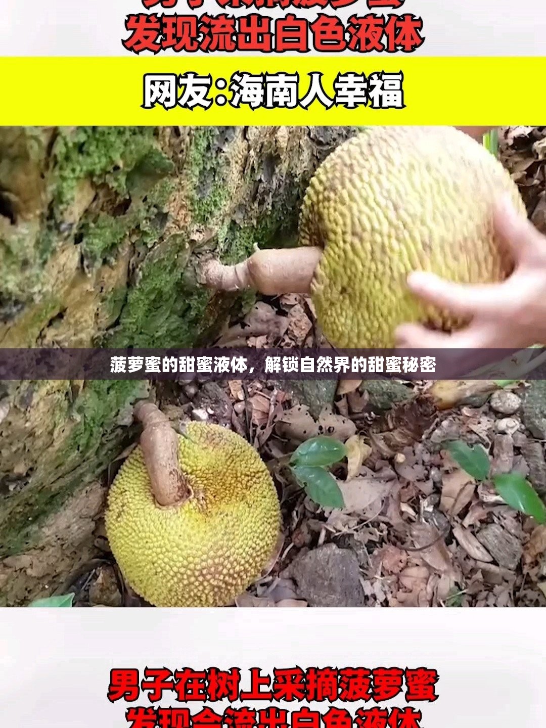 菠蘿蜜的甜蜜液體，解鎖自然界的甜蜜秘密