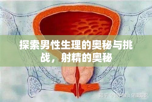 探索男性生理的奧秘與挑戰(zhàn)，射精的奧秘