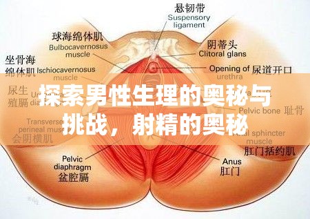 探索男性生理的奧秘與挑戰(zhàn)，射精的奧秘