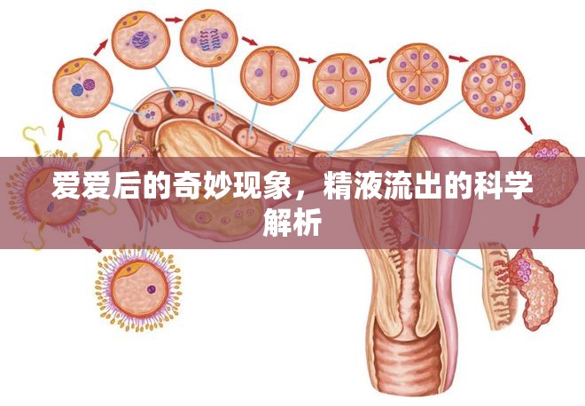 愛愛后的奇妙現(xiàn)象，精液流出的科學(xué)解析