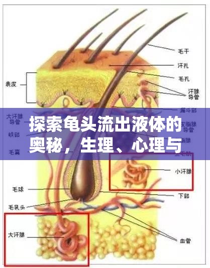 探索龜頭流出液體的奧秘，生理、心理與健康解析