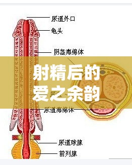 射精后的愛之余韻，女性流出的秘密與生理奧秘