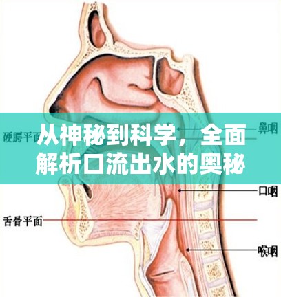 從神秘到科學(xué)，全面解析口流出水的奧秘