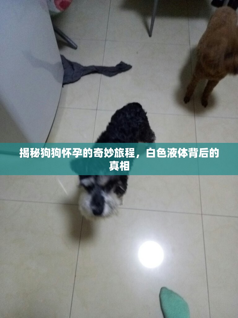 揭秘狗狗懷孕的奇妙旅程，白色液體背后的真相