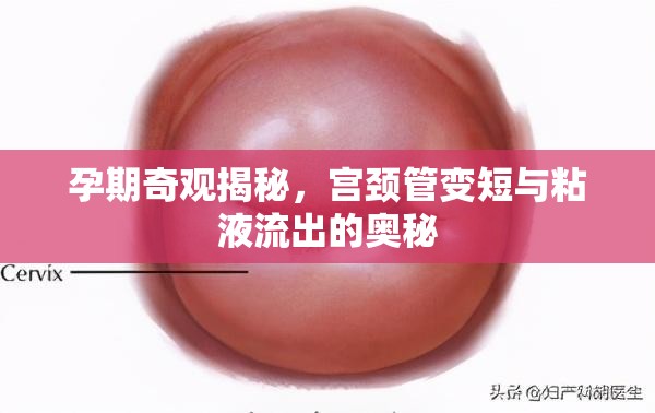 孕期奇觀揭秘，宮頸管變短與粘液流出的奧秘