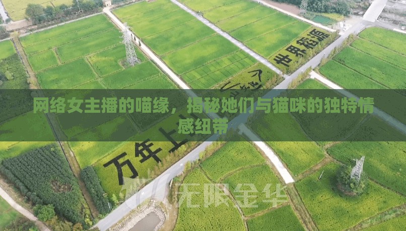 網(wǎng)絡(luò)女主播的喵緣，揭秘她們與貓咪的獨(dú)特情感紐帶