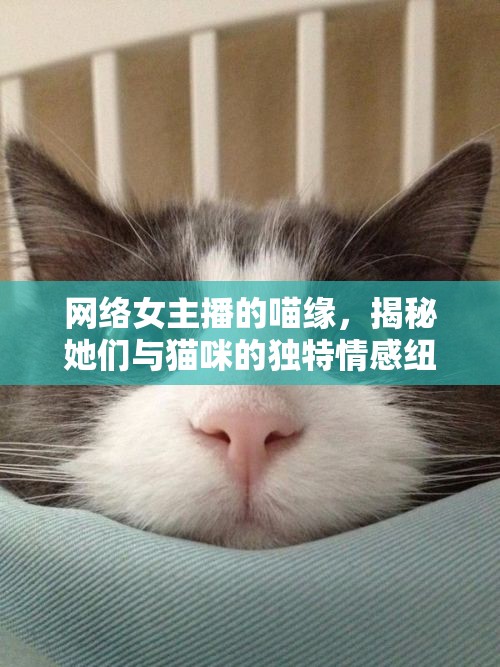 網(wǎng)絡(luò)女主播的喵緣，揭秘她們與貓咪的獨(dú)特情感紐帶